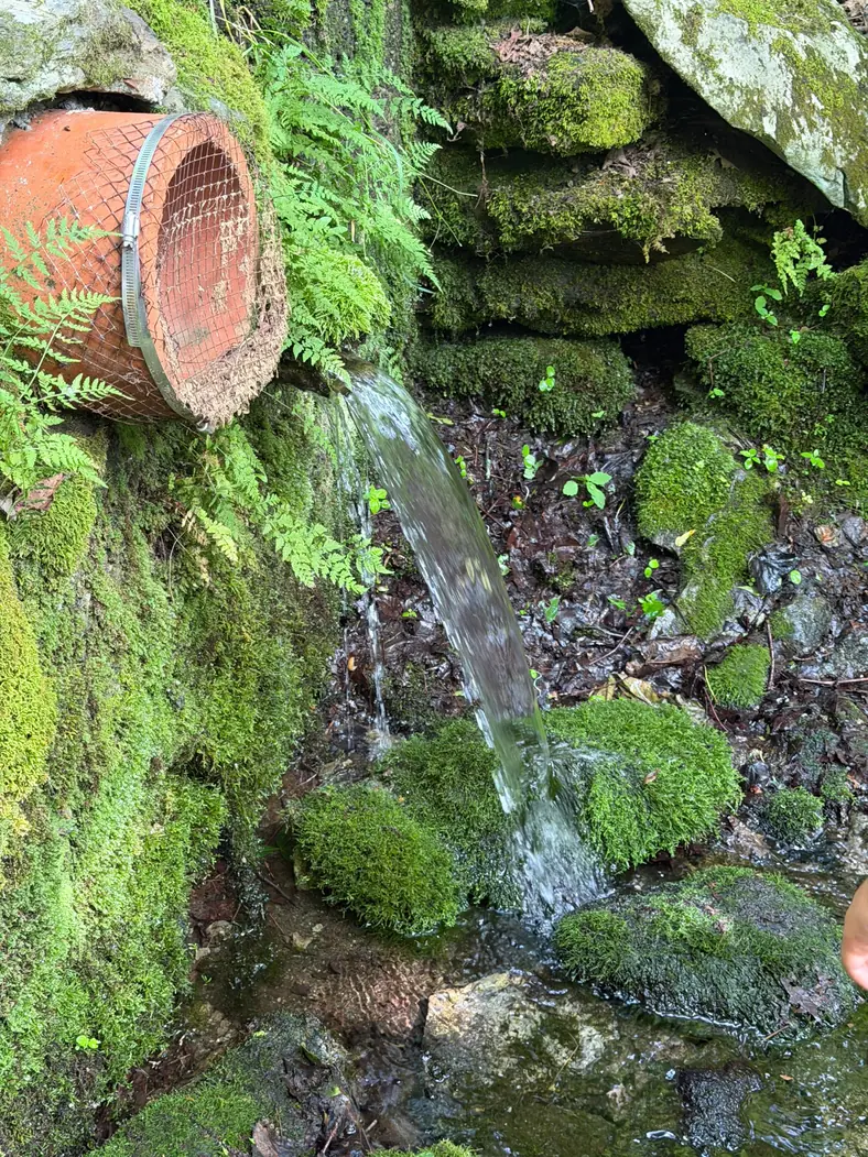 Spring water pouring from a clay pipe over moss-covered rocks and ferns