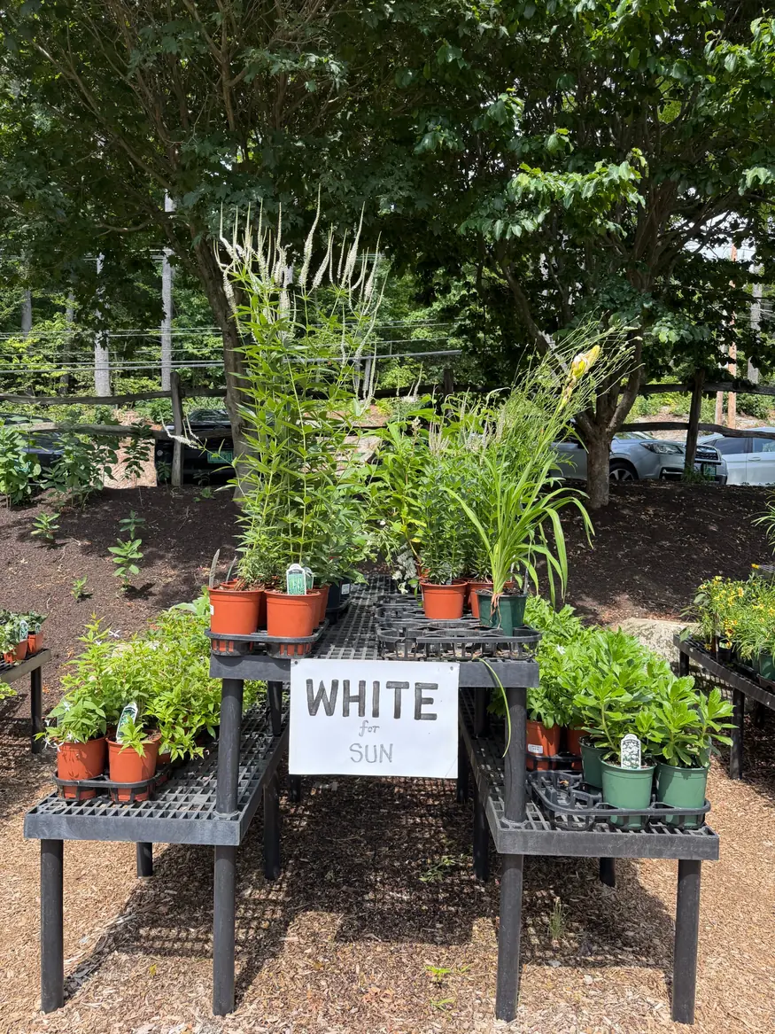 Potted plants on nursery tables under trees, with a hand-painted sign reading White for Sun